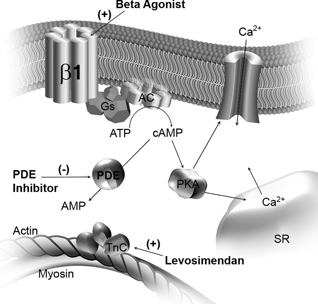 15 – Inotropes and Vasopressors | Thoracic Key