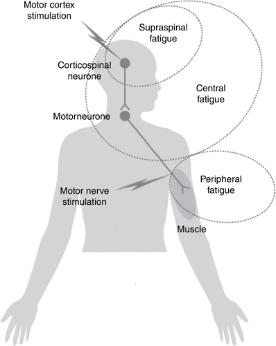 Central Nervous System | Thoracic Key