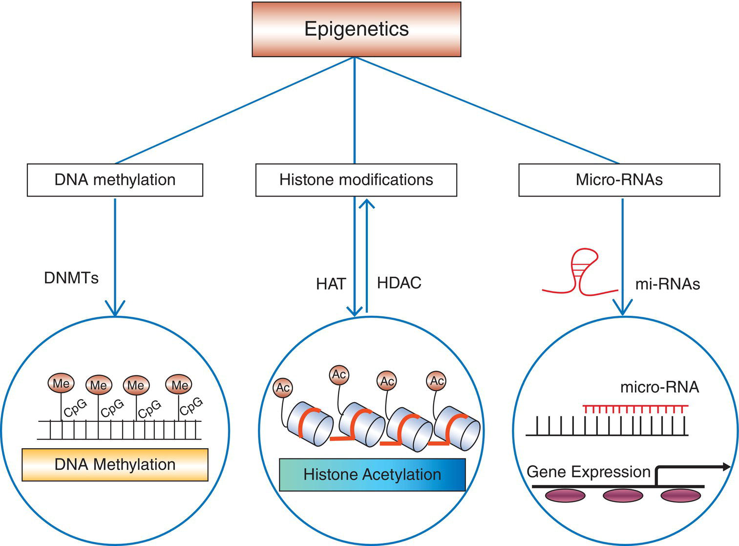 2: Lifestyle And Epigenetics | Thoracic Key