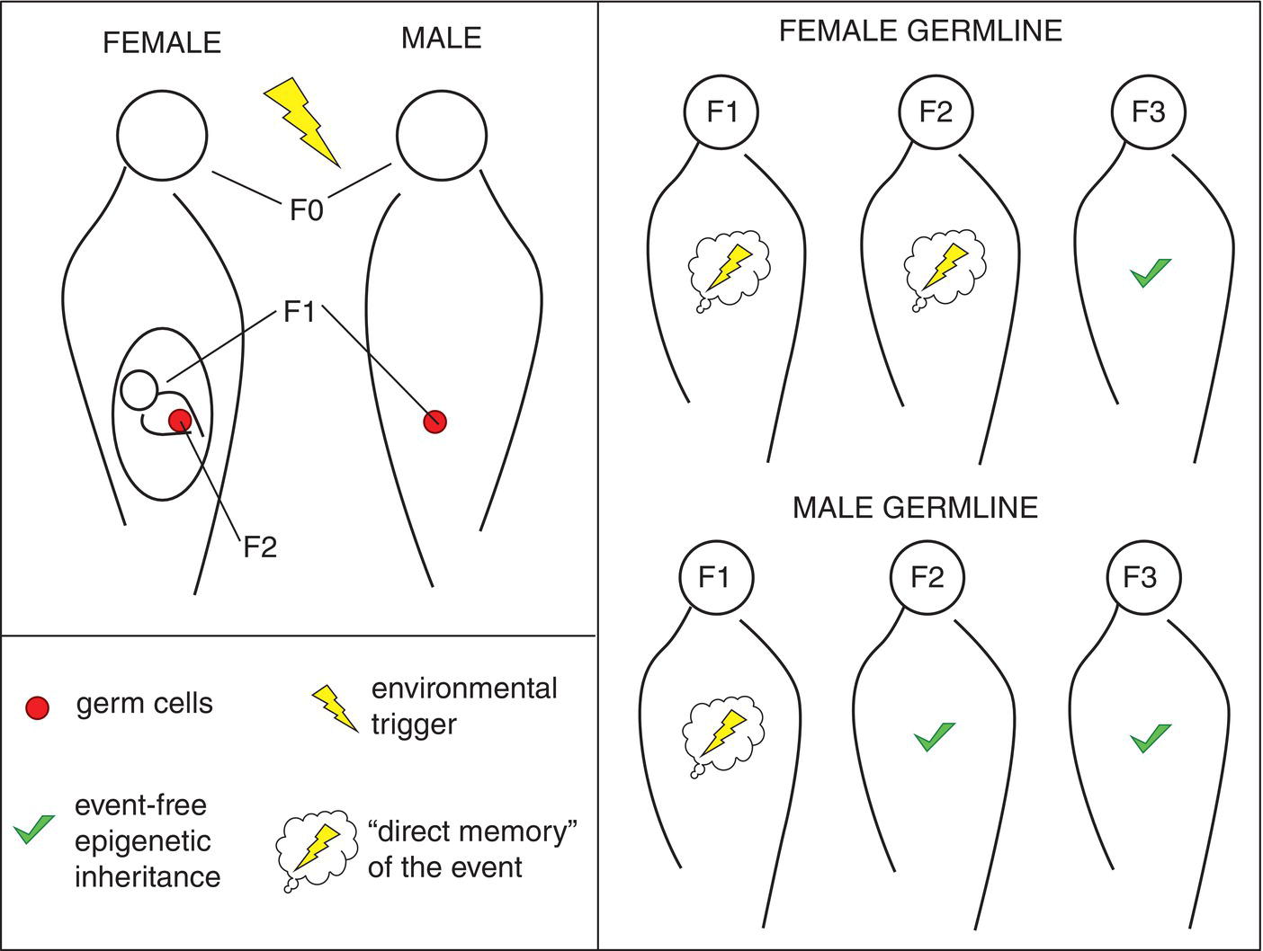 2: Lifestyle And Epigenetics | Thoracic Key