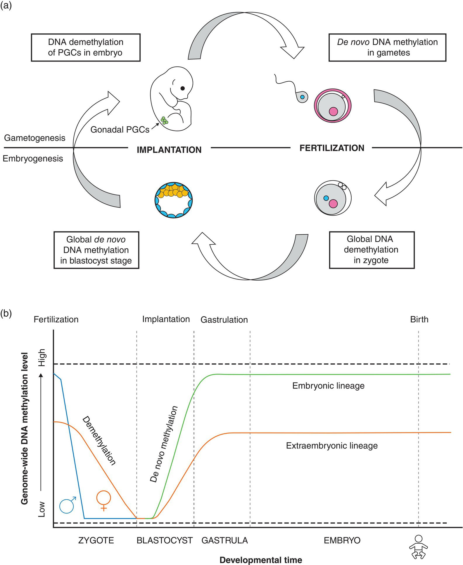 2: Lifestyle And Epigenetics | Thoracic Key